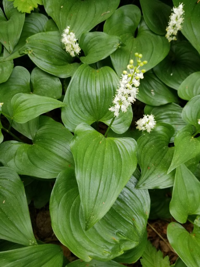 False Lily of the Valley Camosun Bog