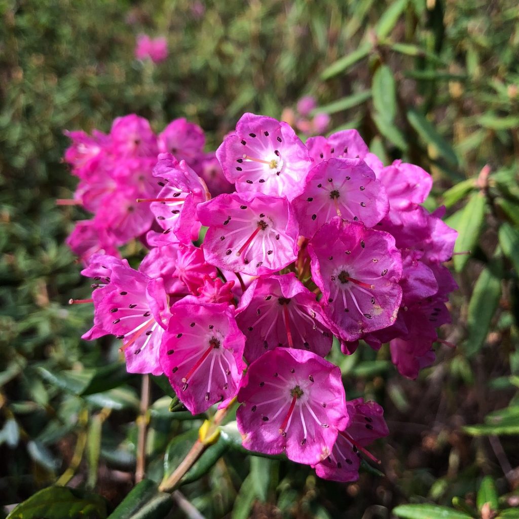 True Bog Plants Camosun Bog